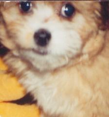 gingerpuppy.jpg